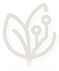 Ciqualia Pragmatica w.webp